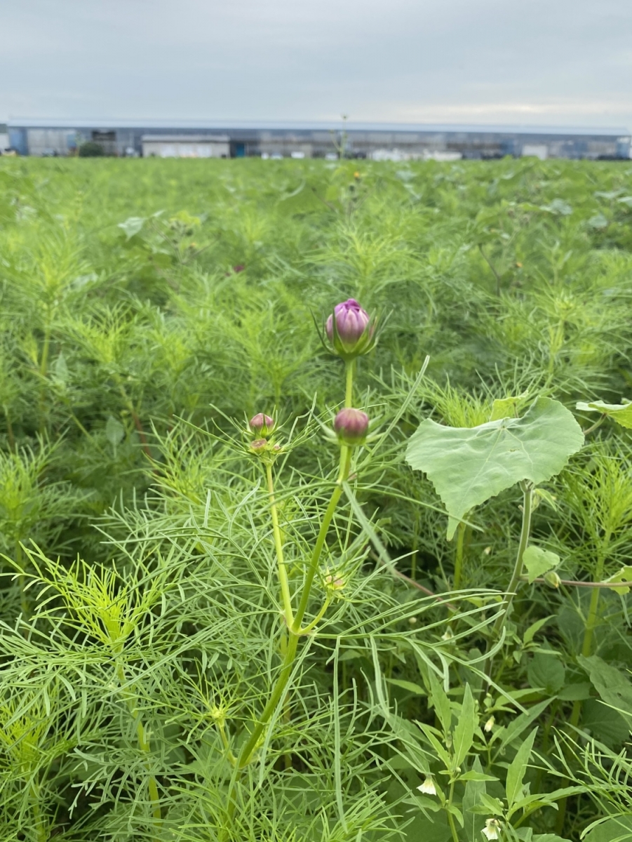 2026年秋　花畑だより3