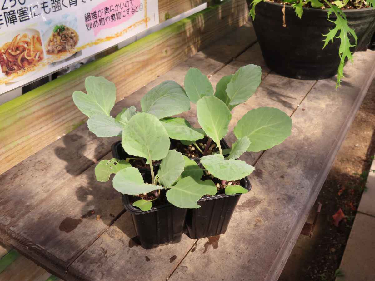 キャベツ