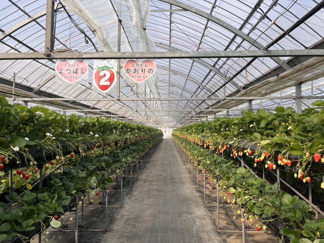 イチゴ狩り情報　その２