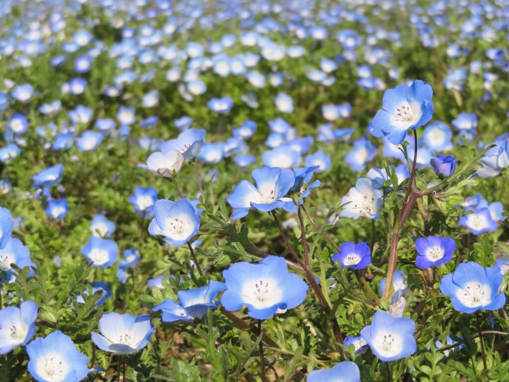 春の花畑 花の海 西日本最大級のシステム農場