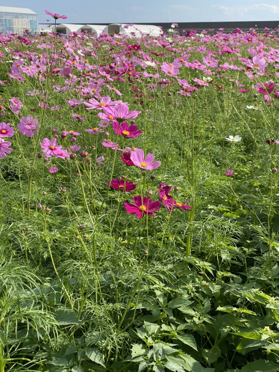 2026年秋　花畑だより5