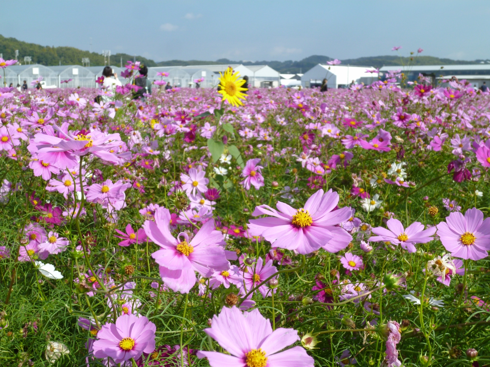 2024年秋　花畑だより6