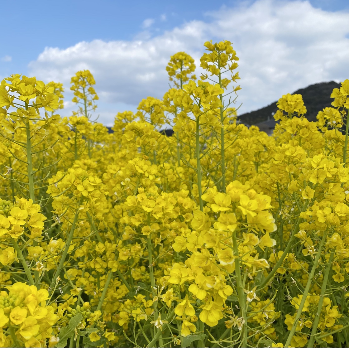 2026年春　花畑だより３