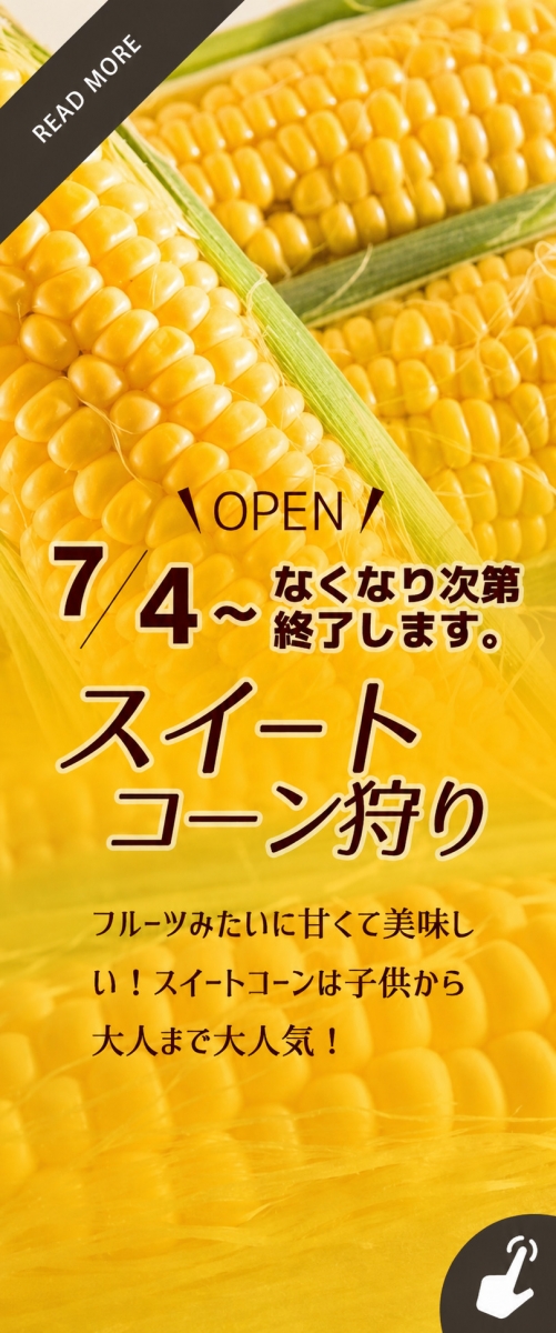 スイートコーン狩り