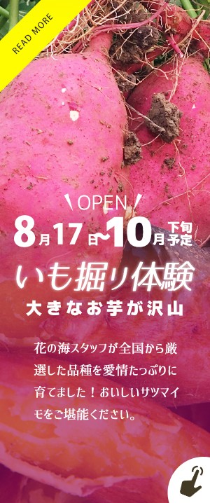 サツマイモ掘り