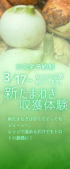 新たまねぎ収穫体験