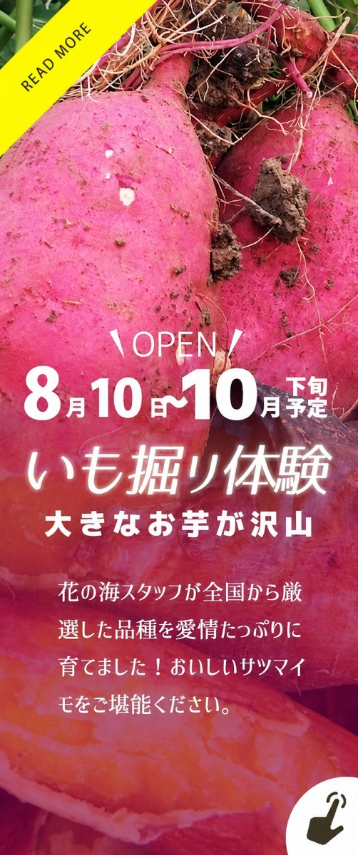 サツマイモ掘り