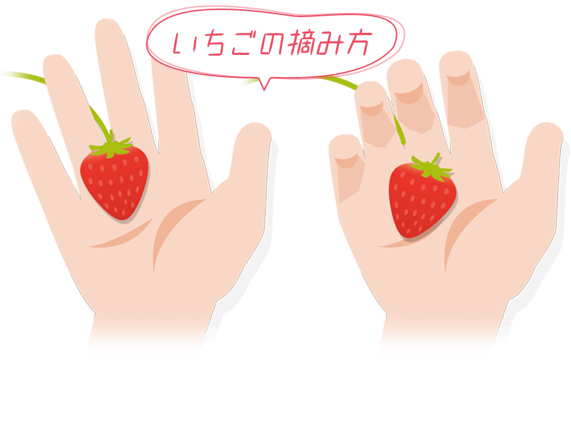 いちごの摘み方